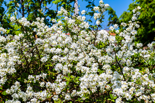 Exochorda macrantha - The Bride - shrub in full bloom with beautiful white flowers